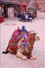 12 Ornate Camel